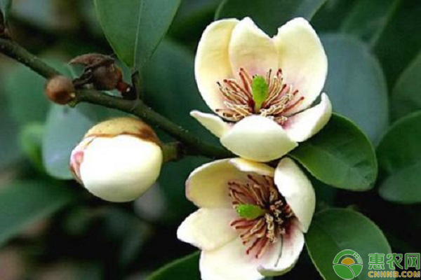 含笑花几月份移栽最合适?-图片版权归惠农网所有