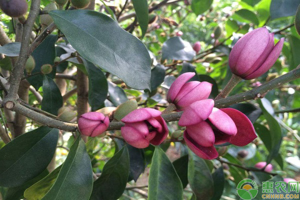 含笑花几月份移栽最合适?-图片版权归惠农网所有