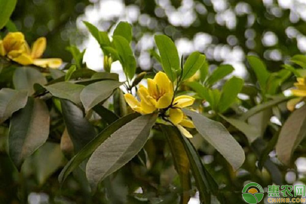 含笑花几月份移栽最合适?-图片版权归惠农网所有