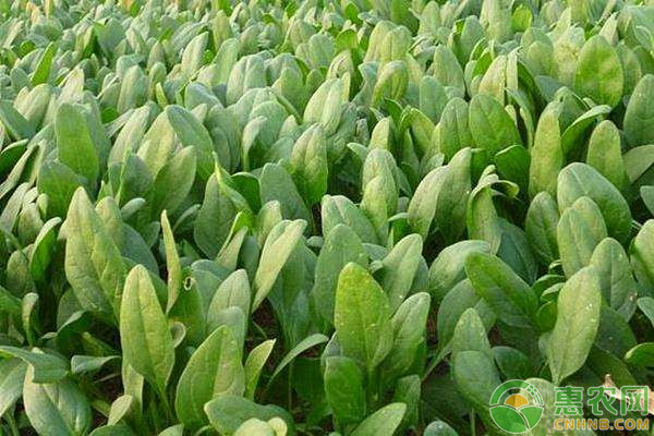 菠菜种植方法和时间几月播种？-图片版权归惠农网所有