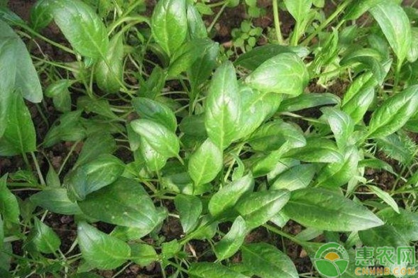 菠菜种植方法和时间几月播种？-图片版权归惠农网所有