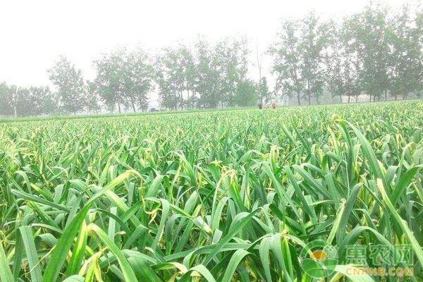 北方种蒜什么时候种最合适？-图片版权归惠农网所有