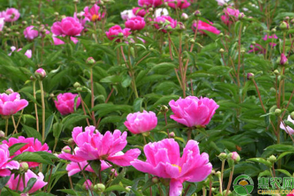 芍药花什么时候种植最好？-图片版权归惠农网所有