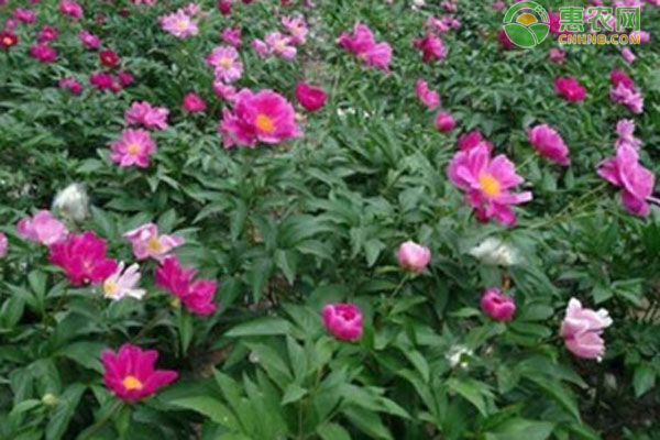 芍药花什么时候种植最好？-图片版权归惠农网所有