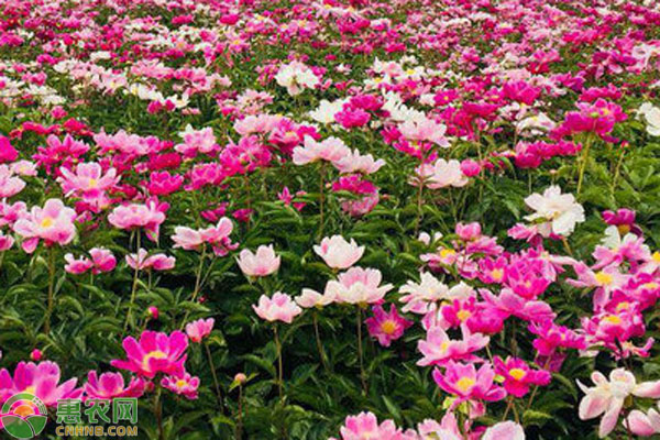 芍药花什么时候种植最好？-图片版权归惠农网所有