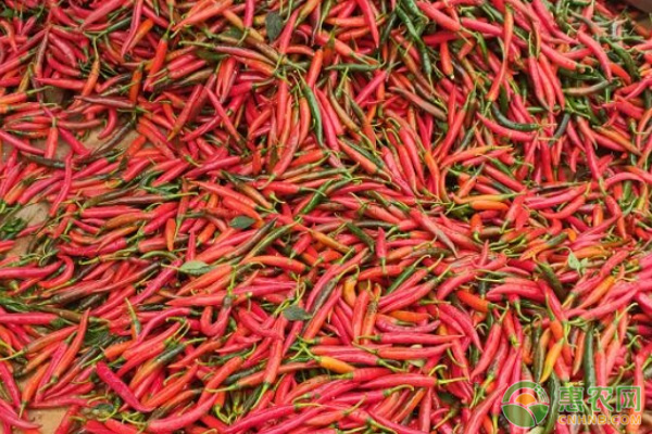 美人椒什么时候种植最好？-图片版权归惠农网所有