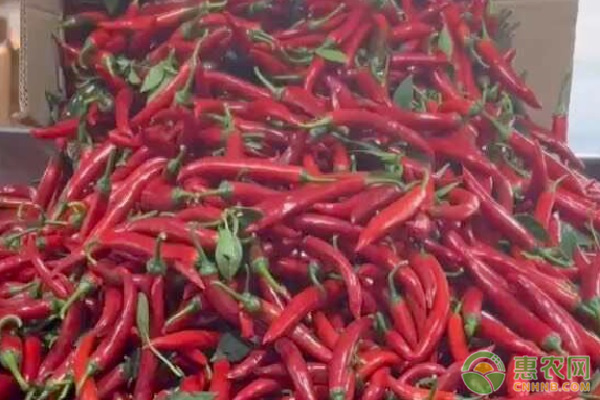 美人椒什么时候种植最好？-图片版权归惠农网所有