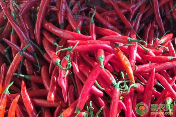美人椒什么时候种植最好？-图片版权归惠农网所有