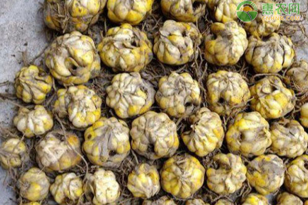 百合适合什么季节种植？-图片版权归惠农网所有