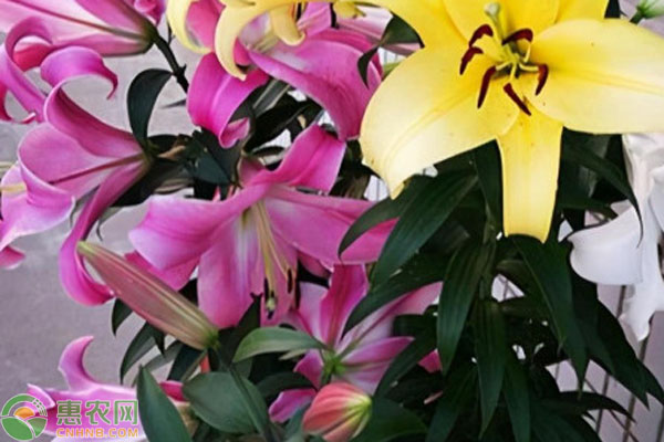 百合适合什么季节种植？-图片版权归惠农网所有