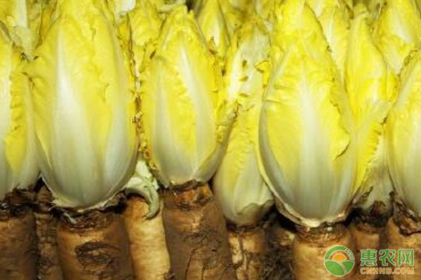 金玉兰什么时候种植最好？-图片版权归惠农网所有