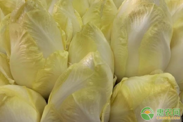 金玉兰什么时候种植最好？-图片版权归惠农网所有