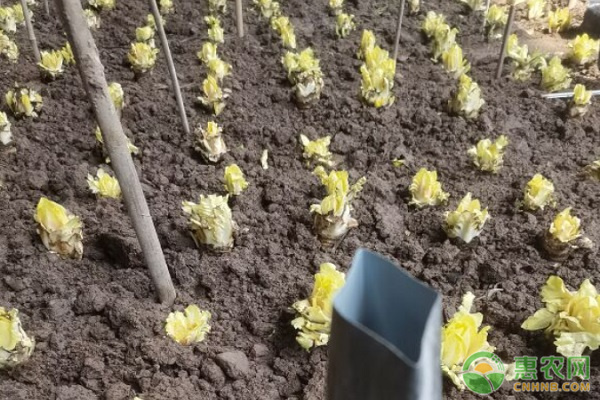 金玉兰什么时候种植最好？-图片版权归惠农网所有