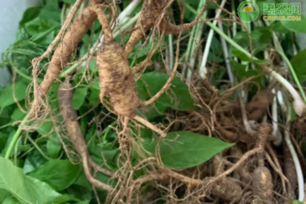 人参什么时候种植是最好的季节？-图片版权归惠农网所有