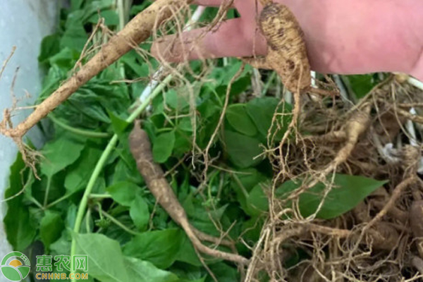 人参什么时候种植是最好的季节？-图片版权归惠农网所有