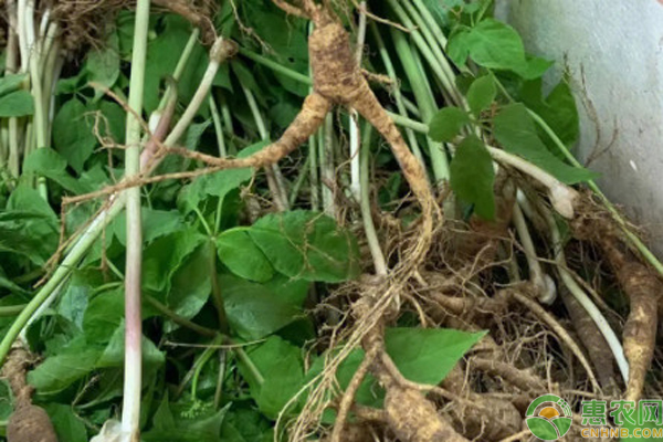 人参什么时候种植是最好的季节？-图片版权归惠农网所有