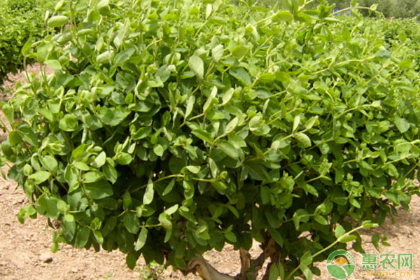 金银花适合在哪些地区种植？-图片版权归惠农网所有