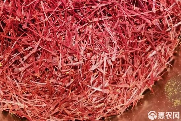 藏红花什么时候种植最好几月开花？-图片版权归惠农网所有