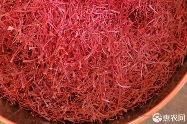 藏红花什么时候种植最好几月开花？-图片版权归惠农网所有