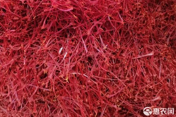 藏红花什么时候种植最好几月开花？-图片版权归惠农网所有