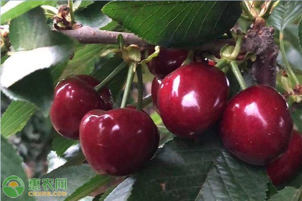 车厘子适合什么时间种植？-图片版权归惠农网所有