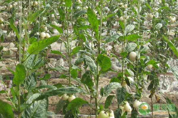 人参果适合什么时候种植？-图片版权归惠农网所有