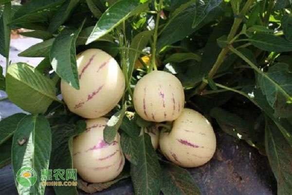 人参果适合什么时候种植？-图片版权归惠农网所有