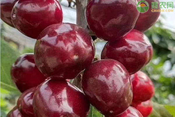 车厘子适合什么时间种植？-图片版权归惠农网所有