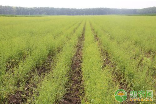 柴胡怎么种植?柴胡高产栽培技术 柴胡怎么种植?柴胡高产栽培技术-图片版权归惠农网所有