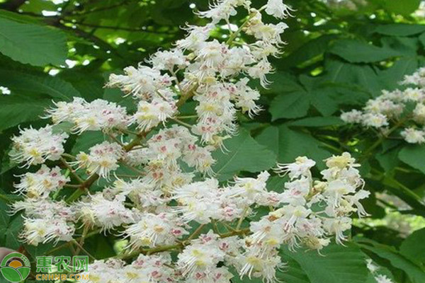 柴胡标准化种植技术-图片版权归惠农网所有