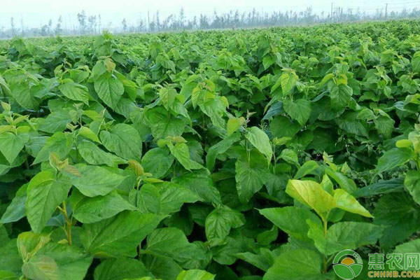 桑树怎么种？-图片版权归惠农网所有