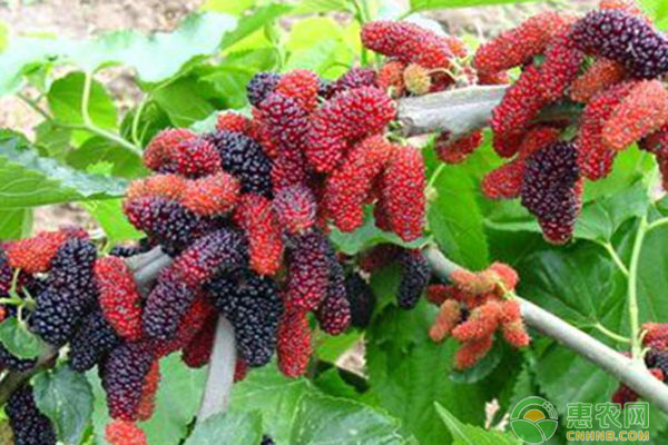 桑树怎么种？-图片版权归惠农网所有