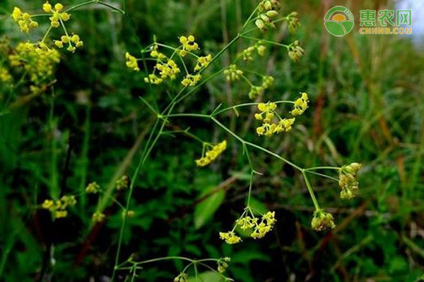 中药材柴胡怎样培植？如何才能高产？-图片版权归惠农网所有