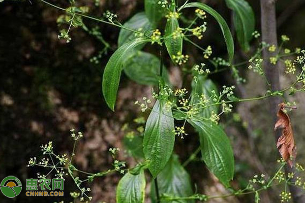 中药材柴胡怎样培植？如何才能高产？-图片版权归惠农网所有
