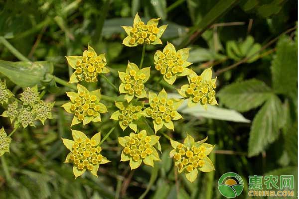 柴胡出苗后管理要点-图片版权归惠农网所有