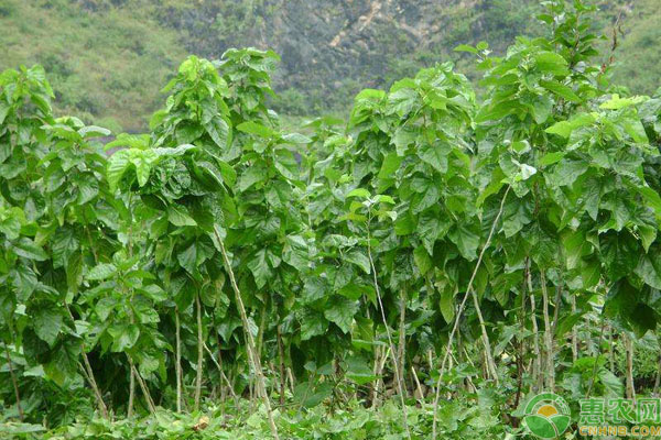 桑树苗怎么育苗?-图片版权归惠农网所有