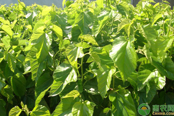 桑树苗怎么育苗?-图片版权归惠农网所有