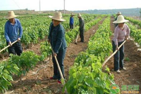 如何管理桑园保证桑树的正常生长？如何提高桑树的产量？-图片版权归惠农网所有