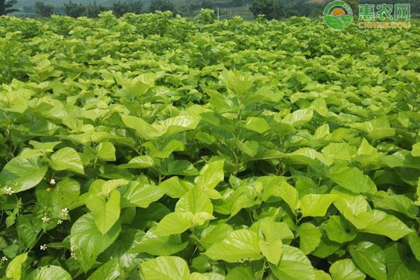 如何管理桑园保证桑树的正常生长？如何提高桑树的产量？-图片版权归惠农网所有