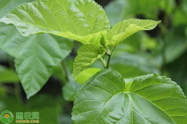 如何管理桑园保证桑树的正常生长？如何提高桑树的产量？-图片版权归惠农网所有