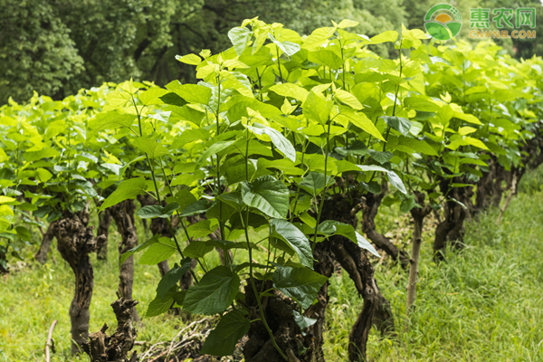 桑果树苗种植技术-图片版权归惠农网所有