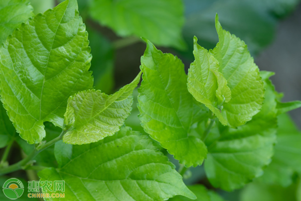桑果树苗种植技术-图片版权归惠农网所有