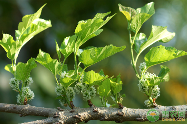 桑果树苗种植技术-图片版权归惠农网所有