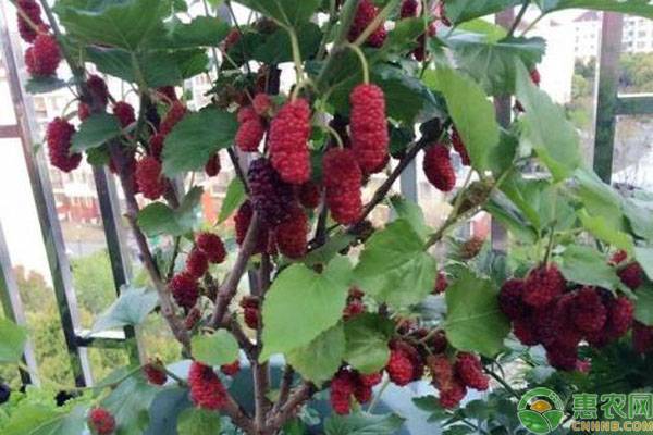 桑树苗如何种植能高产？-图片版权归惠农网所有