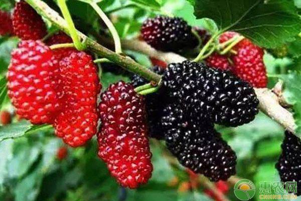 桑树苗如何种植能高产？-图片版权归惠农网所有