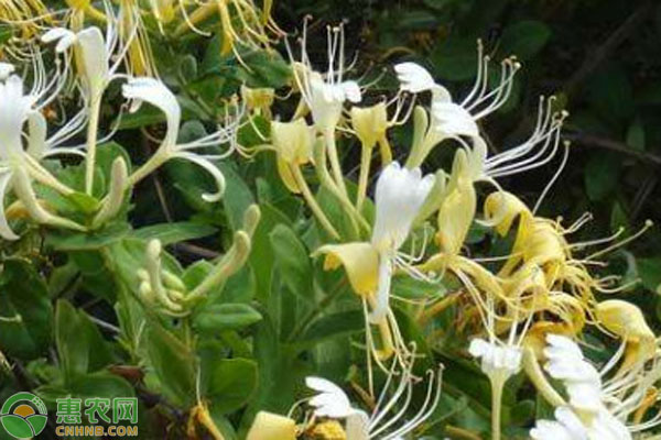 金银花适合在哪些地区种植？-图片版权归惠农网所有