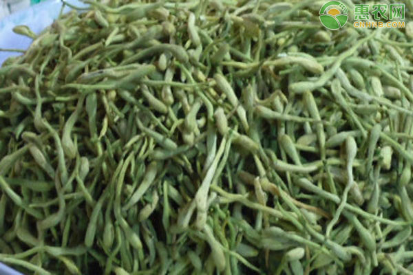 金银花适合在哪些地区种植？-图片版权归惠农网所有