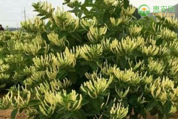 金银花施肥技术-图片版权归惠农网所有