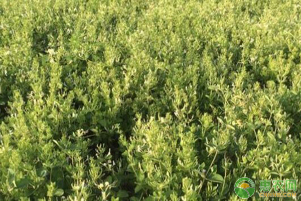 金银花施肥技术-图片版权归惠农网所有