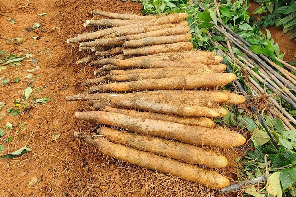 山药种植施什么肥最好？-图片版权归惠农网所有